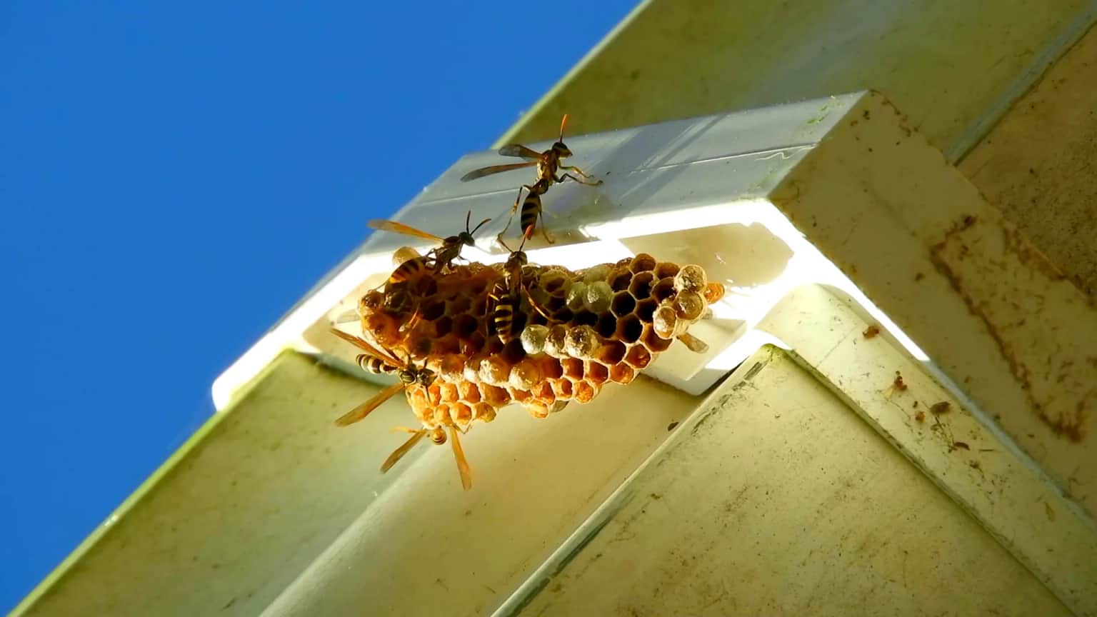 Paper wasp nest built on home eave in Santa Cruz County — active wasp colony