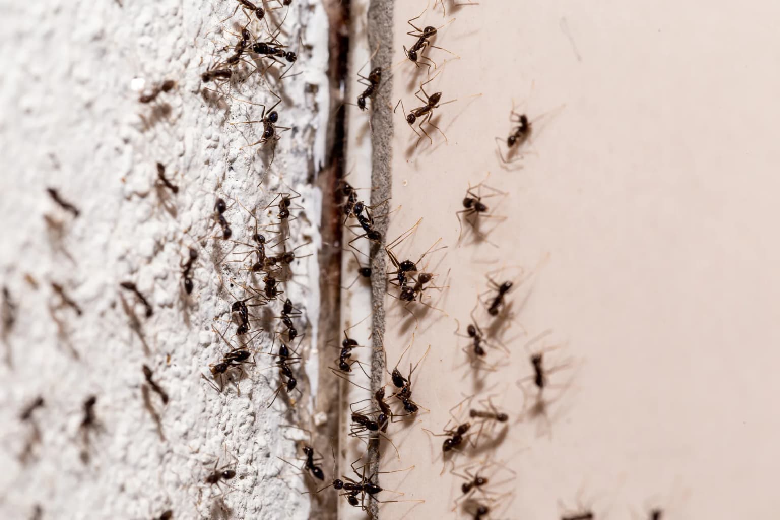 Argentine ant trail across tile floor — 101 Exterminators ant control eliminates the colony, not just the visible foragers