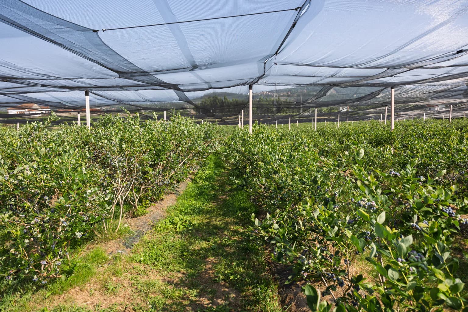 Bird netting and exclusion installation by 101 Exterminators in Central California